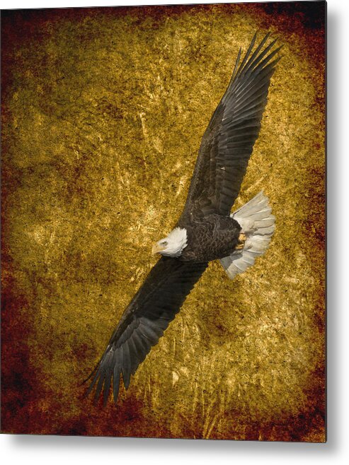 American Bald Eagle Metal Print featuring the photograph Eagle On Fire 2016 by Thomas Young