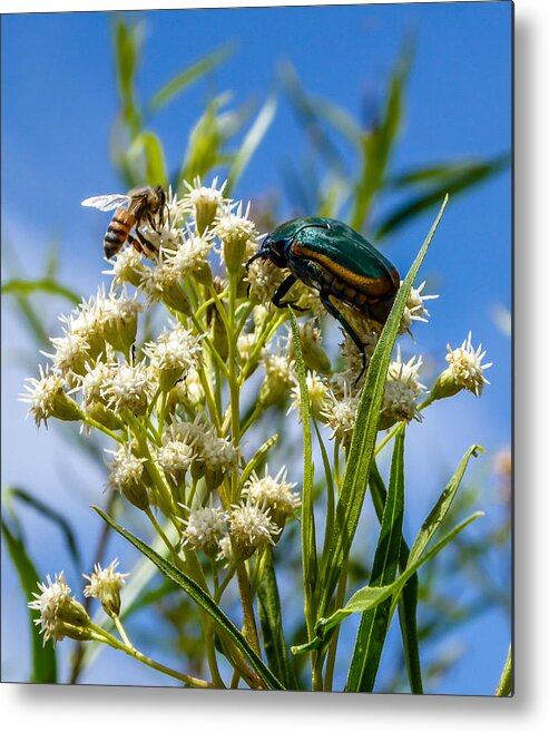 Fig Beetle Metal Print featuring the photograph Fig Beetle by Pamela Newcomb