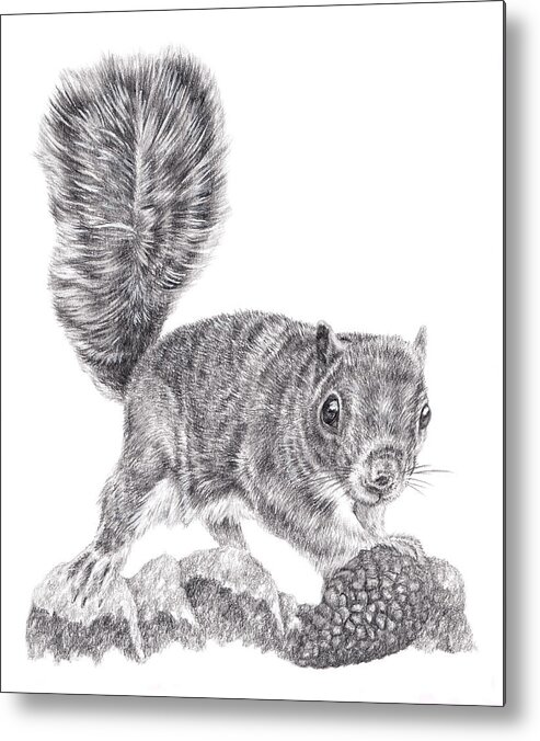 Grey Squirrel Metal Print featuring the drawing Finders Keepers by Pencil Paws