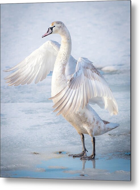 Swan Metal Print featuring the photograph Flappin... by Ian Sempowski