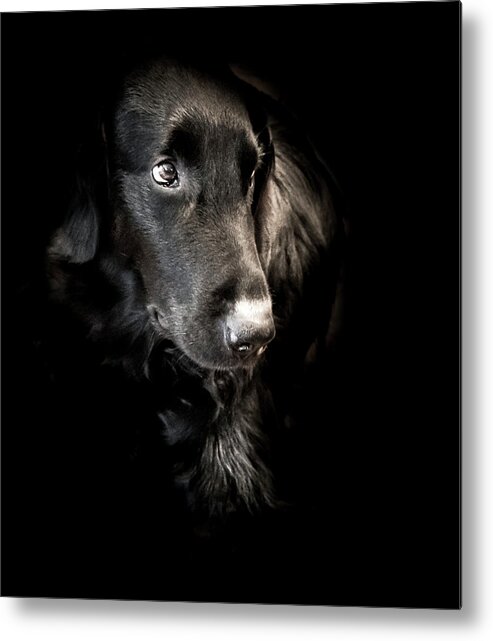 Dog Metal Print featuring the photograph Flat Coated Retriever by Allin Sorenson