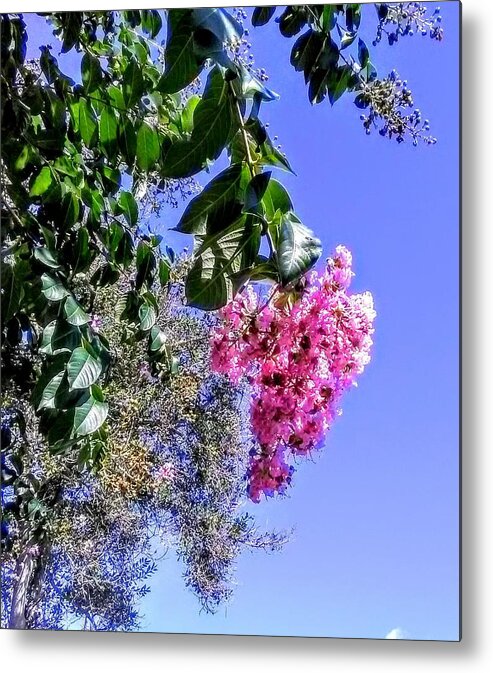 Flowering Tree Metal Print featuring the photograph Floral Essence by Suzanne Berthier