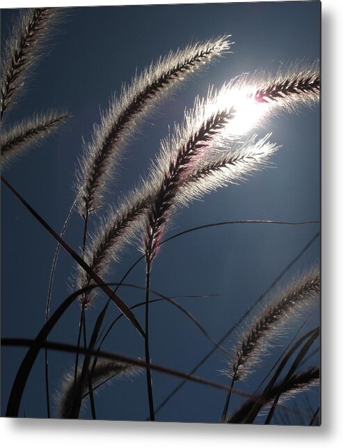 Sun Metal Print featuring the photograph Grass and Sun by Lyle Crump