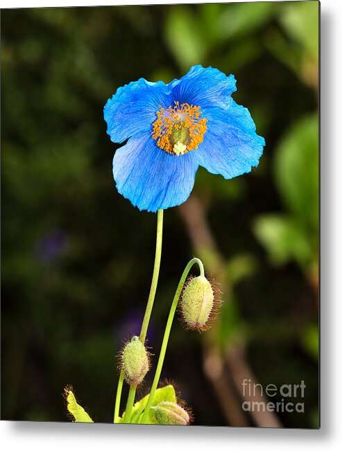Flower Metal Print featuring the photograph Himalayan Blue Poppy by Louise Heusinkveld