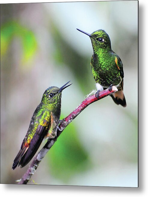 Hummingbird Metal Print featuring the photograph Hummingbird Friends by Ted Keller