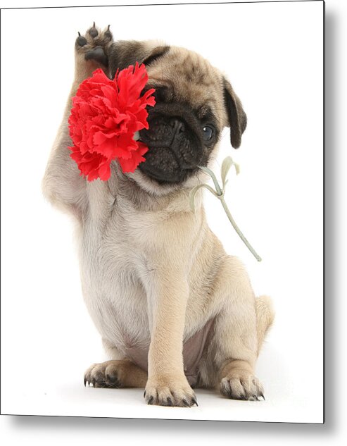 Fawn Pug Metal Print featuring the photograph I Wuff You Pug by Warren Photographic