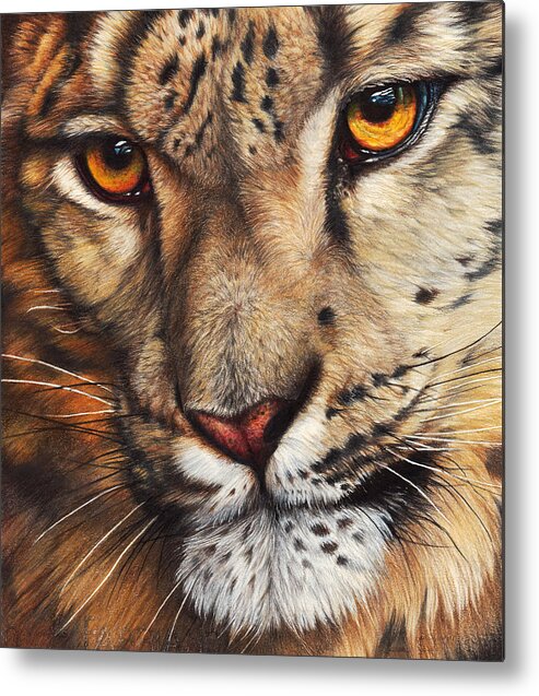 Snow Leopard Metal Print featuring the drawing Imagine by Peter Williams