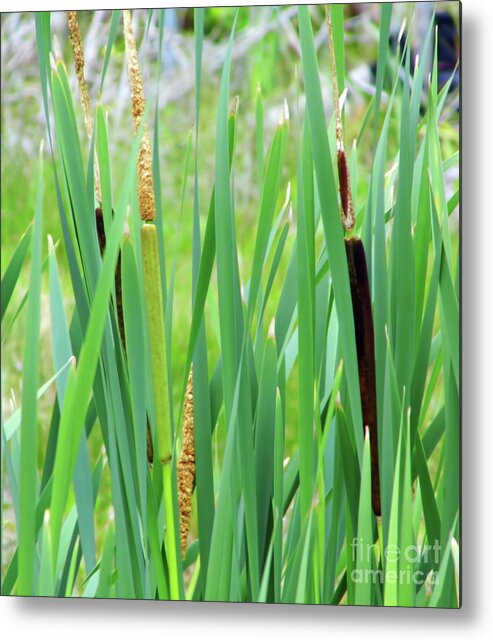 Cattails Metal Print featuring the photograph In The Cat Tails by D Hackett