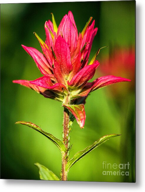 Indian Paintbrush Metal Print featuring the photograph Indian Paintbrush by Richard Lynch