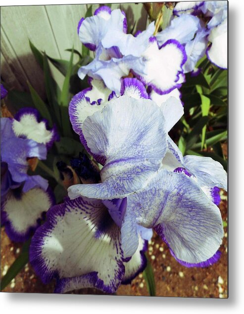 Iris Metal Print featuring the photograph Irises 17 by Ron Kandt