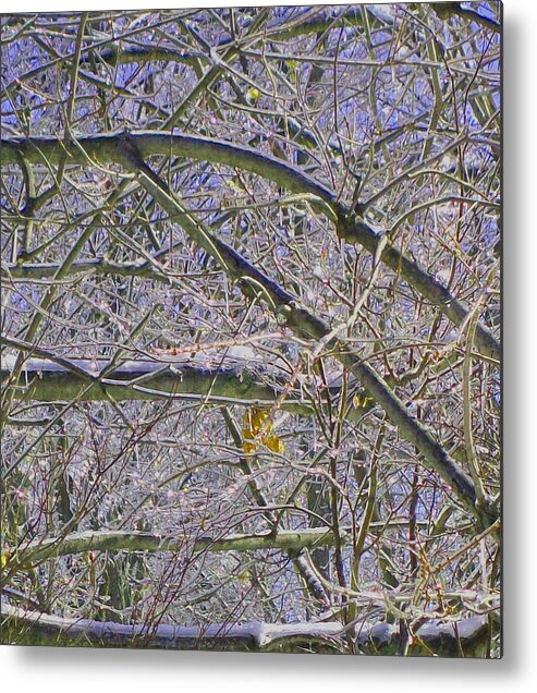 Leaf Metal Print featuring the photograph Last Leaf of winter by Misty VanPool