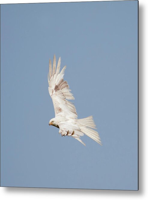 Red Metal Print featuring the photograph Leucistic Red Kite by Pete Walkden