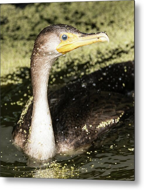 Cormorant Metal Print featuring the photograph Lost Juvenile Cormorant by Michael Hall