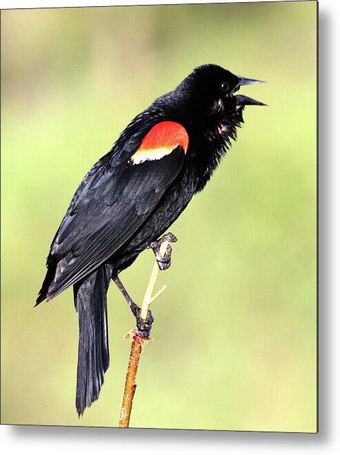 Red-winged Blackbird Metal Print featuring the photograph Love Song by Shane Bechler