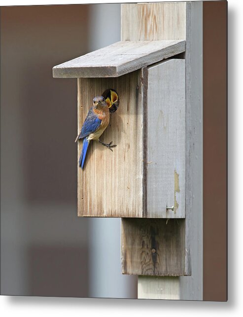 Male Metal Print featuring the photograph Male bluebird and babies by Jack Nevitt