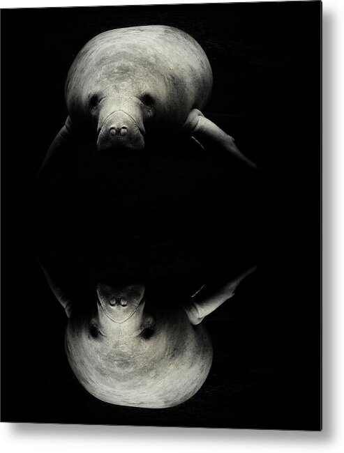 Manatee Scene Metal Print featuring the photograph Manatee Double View by Sheri McLeroy
