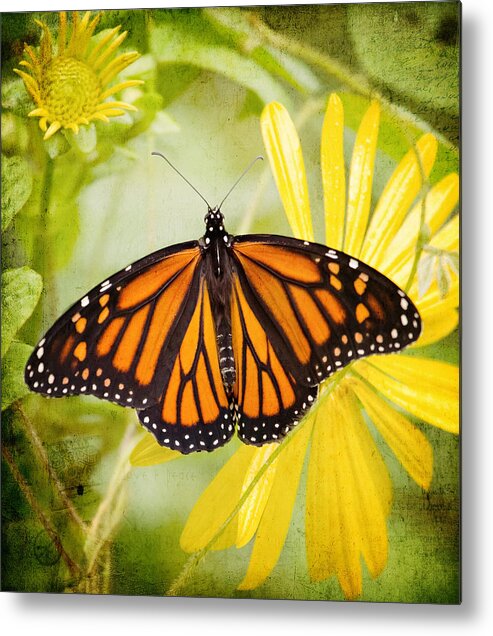 Butterfly Metal Print featuring the photograph Monarch and flowers by Al Mueller