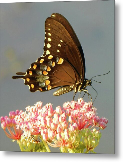 Morning Beauty Metal Print featuring the photograph Morning Beauty by Emmy Marie Vickers