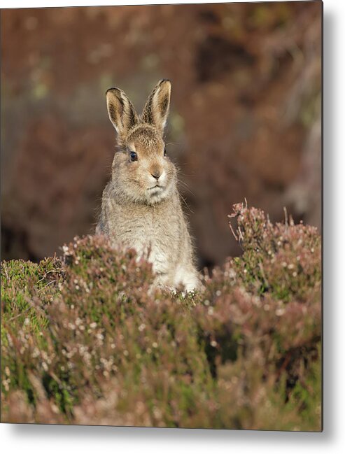 Mountain Metal Print featuring the photograph Mountain Hare Leveret by Pete Walkden