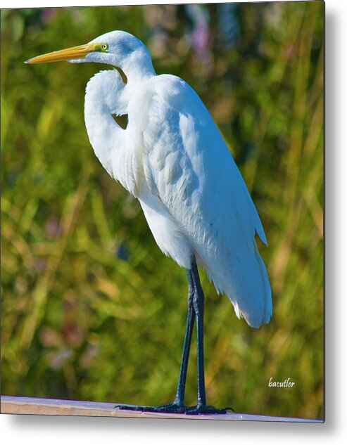 Great White Egret Metal Print featuring the photograph My Better Side by Betsy Knapp
