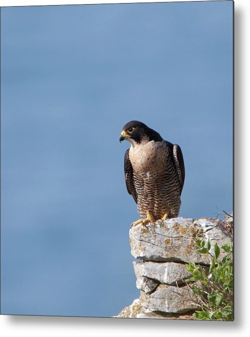 Peregrine Metal Print featuring the photograph Perched Peregrine Falcon by Pete Walkden