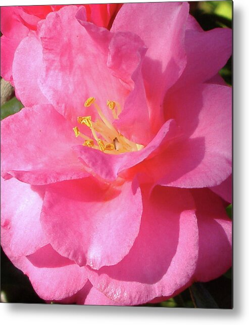 Floral Metal Print featuring the photograph Pink Camelia by Diane Ferguson