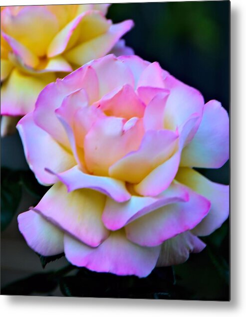 Roses Metal Print featuring the photograph Pink Rose by Josephine Buschman
