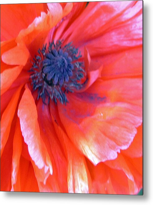 Nature Metal Print featuring the photograph Poppy by Janis Beauchamp