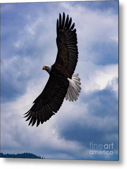 Eagle Metal Print featuring the photograph Prince Rupert Soaring Eagle by Louise Magno