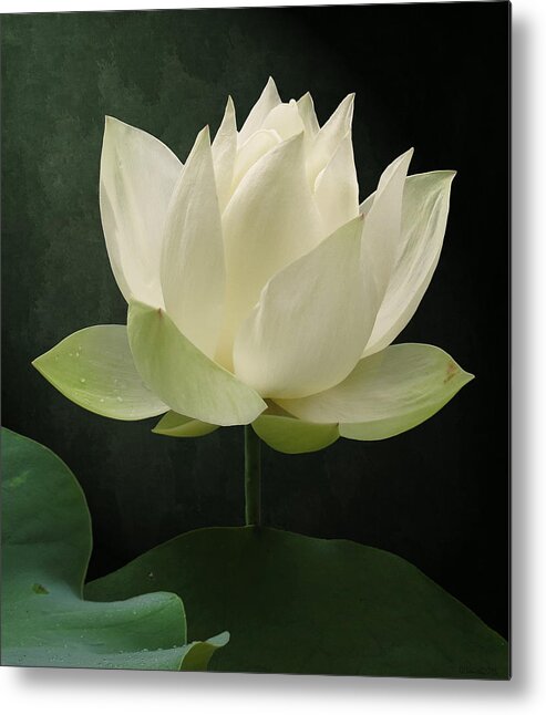 Floral Metal Print featuring the photograph Pure Lotus by Deborah Smith