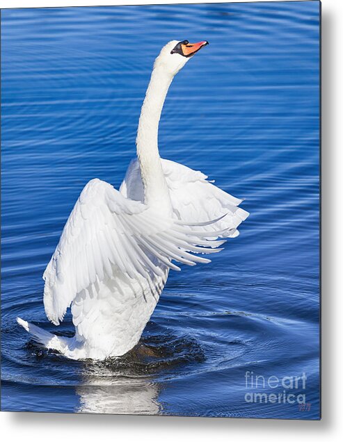 White Swan Metal Print featuring the photograph Purity by David Millenheft