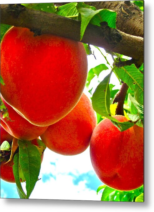 Photograph Of Peaches Metal Print featuring the photograph Ready to Pick by Gwyn Newcombe