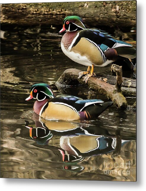 2016 Metal Print featuring the photograph Reflections of You and Me Wildlife Art by Kaylyn Franks by Kaylyn Franks