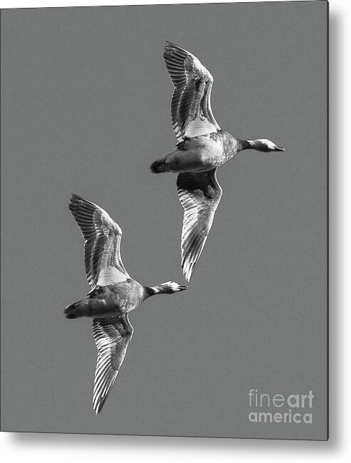 Geese Metal Print featuring the photograph Snowgeese pair by Barry Bohn