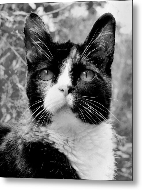 Cat Metal Print featuring the photograph Souls Great and Small by Rory Siegel