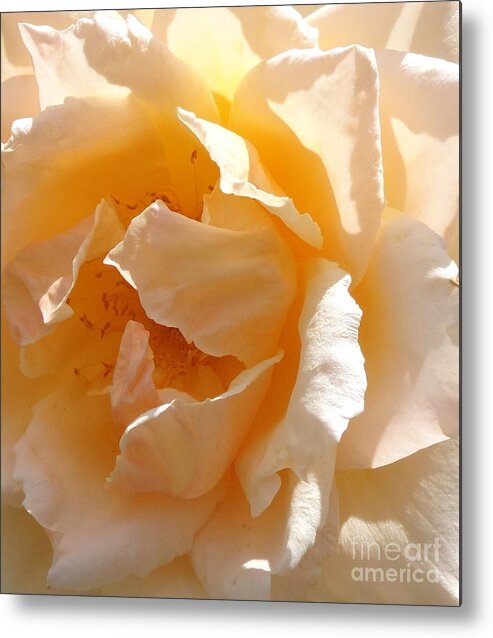 Rose Metal Print featuring the photograph Sunny Delight by Fred Wilson