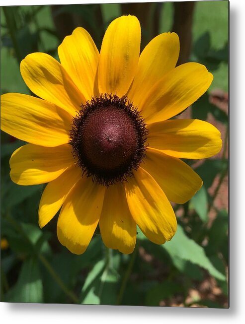 Sunflower Metal Print featuring the photograph Sunny by Pamela Henry