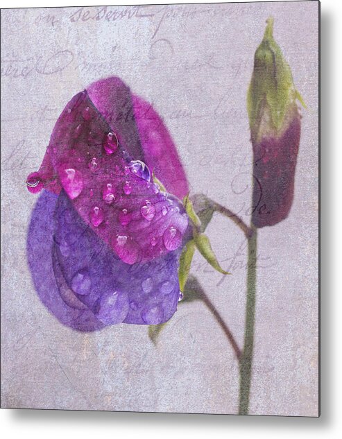 Sweet Metal Print featuring the photograph Sweet Pea Raindrops by Diane Fifield