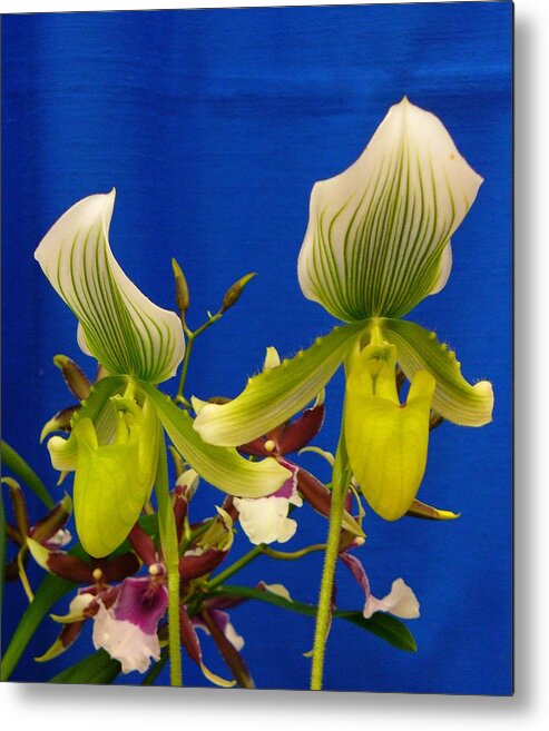 Orchids Metal Print featuring the photograph Thank you Thank you very much by Peggy King