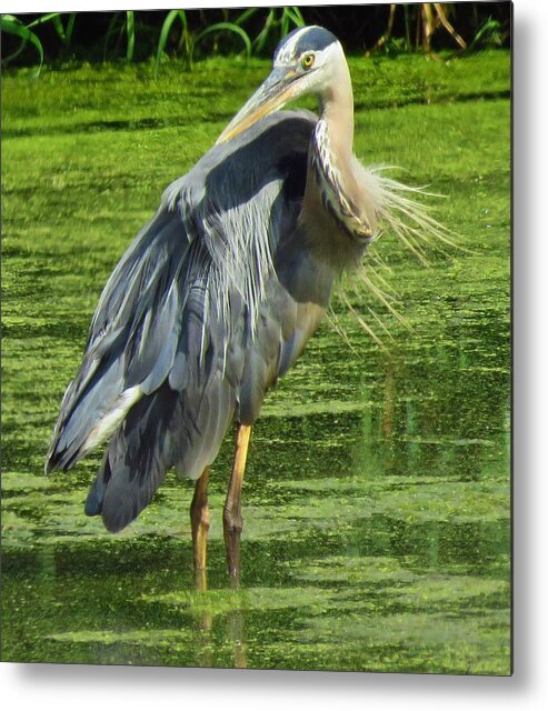 Herons Metal Print featuring the photograph The Great Blue Heron by Lori Frisch