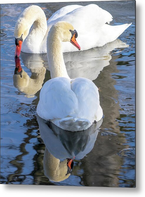 Swans Metal Print featuring the photograph The Pair by Cathy Donohoue