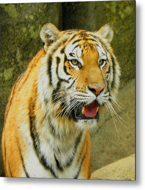 Tiger Metal Print featuring the photograph Tiger Stare by Sandi OReilly