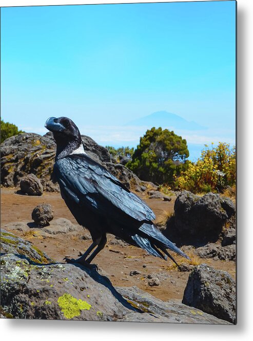 Africa Metal Print featuring the photograph White-Necked Raven Overlooking Mount Meru by Jeff at JSJ Photography