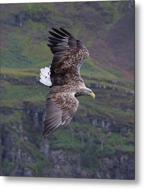 White-tailed Eagle Metal Print featuring the photograph White-Tailed Eagle Banks by Pete Walkden