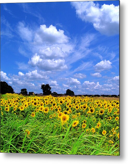 Clouds Metal Print featuring the photograph Windswept field and sky by Gina Signore