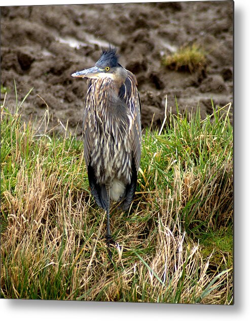 Heron Metal Print featuring the photograph Windswept heron by Jerry Cahill