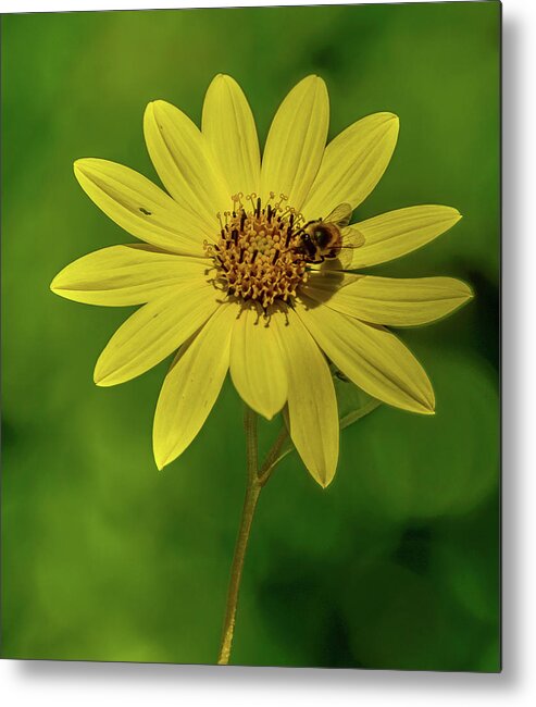 Bee Metal Print featuring the photograph Yellow - Bee by Jerry Cahill