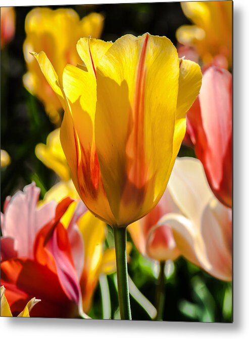 Tulip Metal Print featuring the photograph Yellow For You by Jim Moore