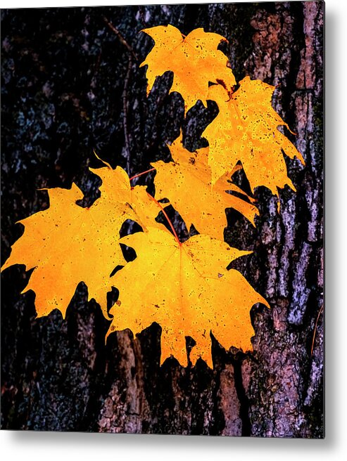 Hayward Garden Putney Vermont Metal Print featuring the photograph Autumn Leaves #1 by Tom Singleton
