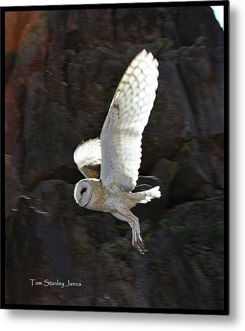 Barn Owl At My Gold Mine Metal Print featuring the digital art Barn Owl At My Gold Mine #1 by Tom Janca